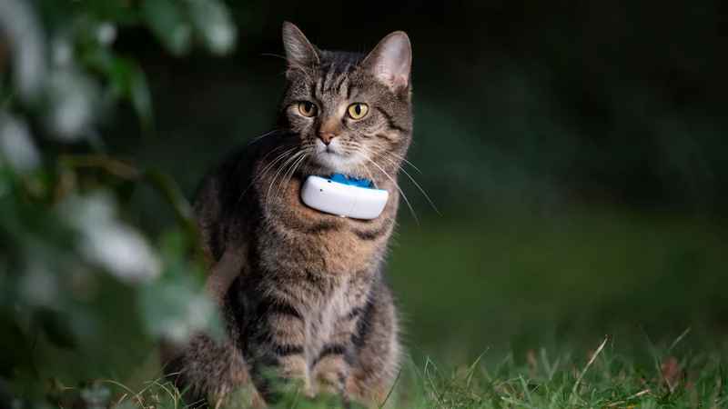 Best GPS Cat trackers of 2023