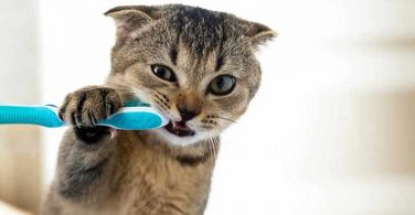 6 Best Toothpaste For Your Cat's Oral Hygiene