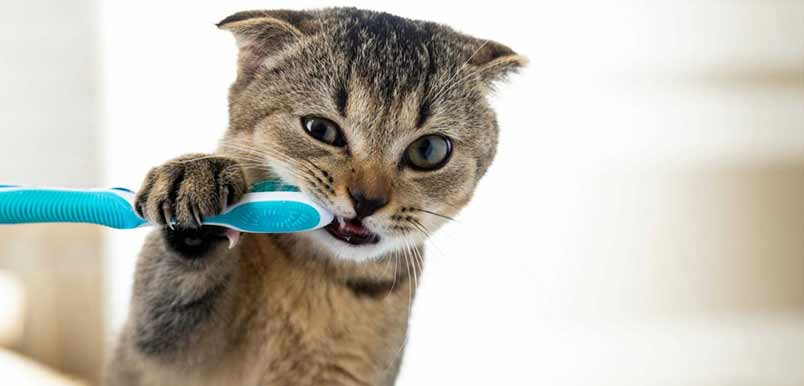 6 Best Toothpaste For Your Cat's Oral Hygiene