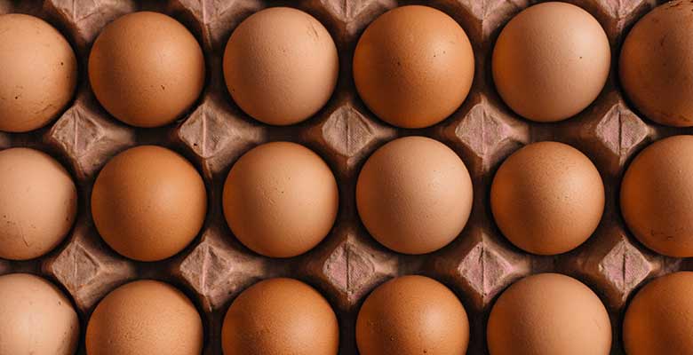 Are Eggs safe for Cats?