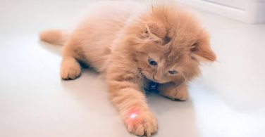 Best Laser Toys and laser pointers For Cats in 2023