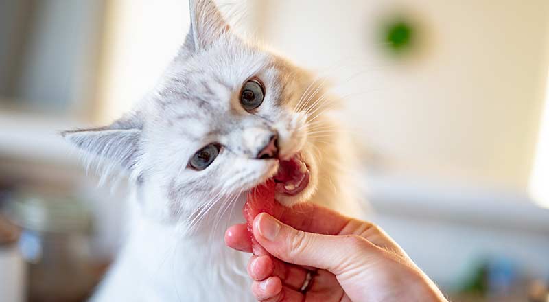 What Human Foods Are Safe for Your Cat