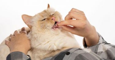 When cats need vitamin supplement