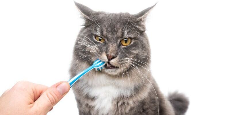 brushing-cat-teeth