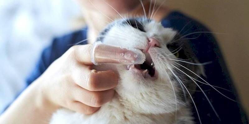 cat-brush-teeth
