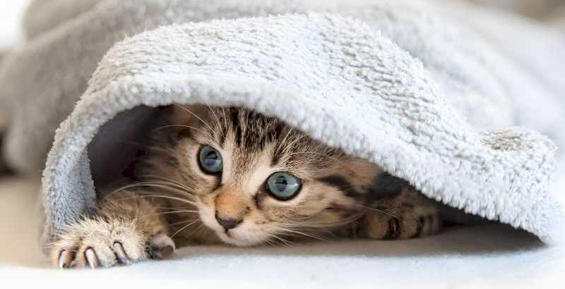 cat-in-blanket