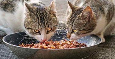 8 Slow Feeder Cat Bowls
