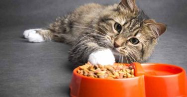 9 Best Grain-Free Cat Foods Of 2023 | Wet And Dry