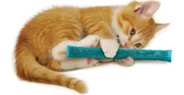 Best Teething Toys For Your Kitten To Chew On