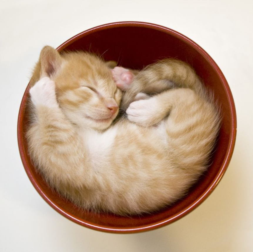 Cat in bowl