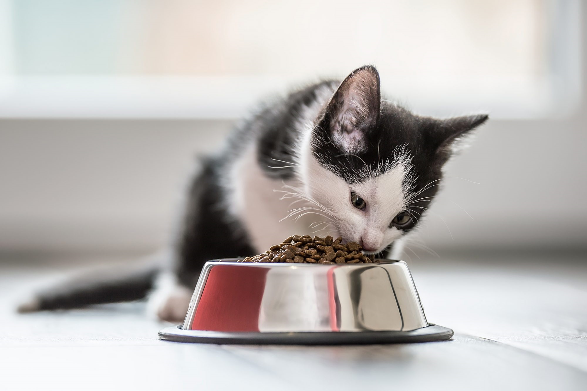 Kitten eating food from a stainless steel bowl