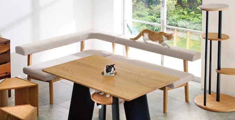 Cat friendly furniture for your house