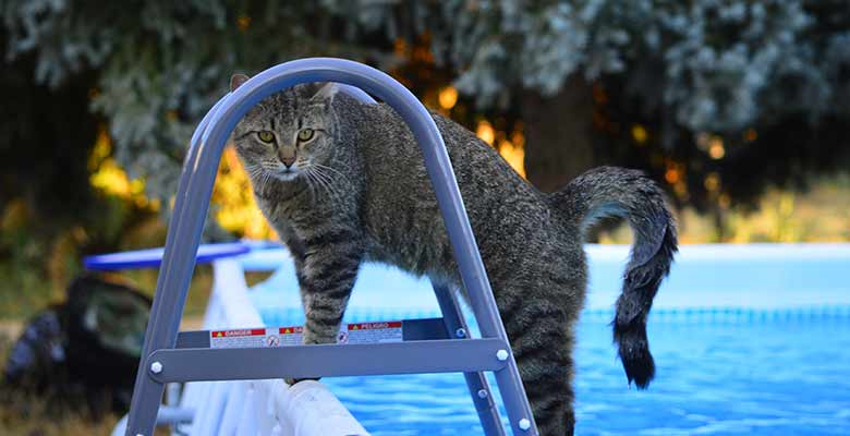 Set Up A Water Play Area for your cat