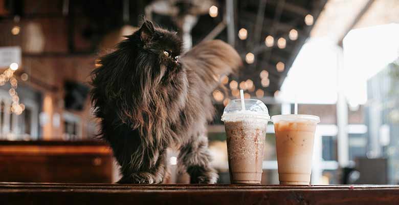 Visit A Cat Café