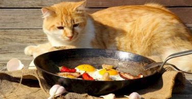 cat-sitting-close-to-food