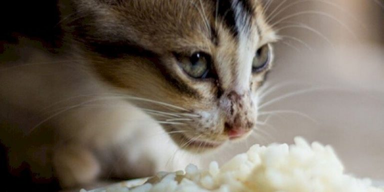 8 Easy Home-Cooked Cat Food Recipes to Treat your Cat